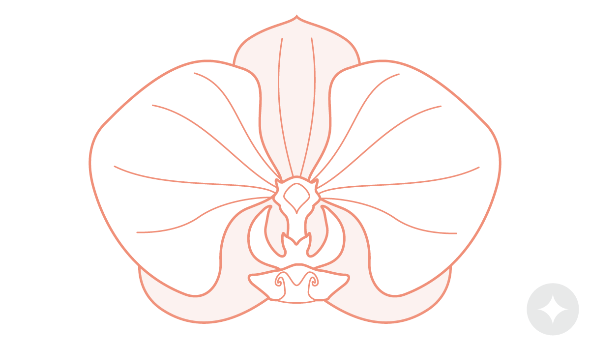 Vulva Anatomy A Complete Guide to Female External Genitalia Le Wand