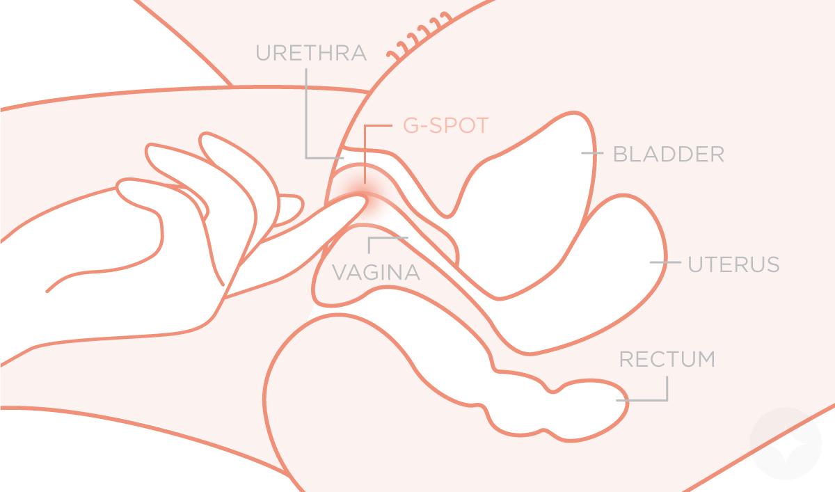 G-Spot in Women: How to Find the G-Spot | Le Wand