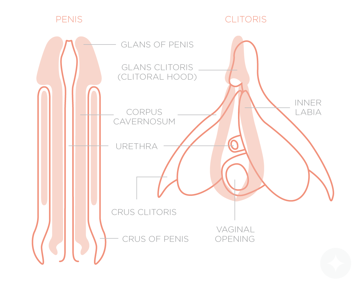 The male external genitalia has a resemblance to the female internal genitalia, hence the reason for men and women experiencing similar orgasms