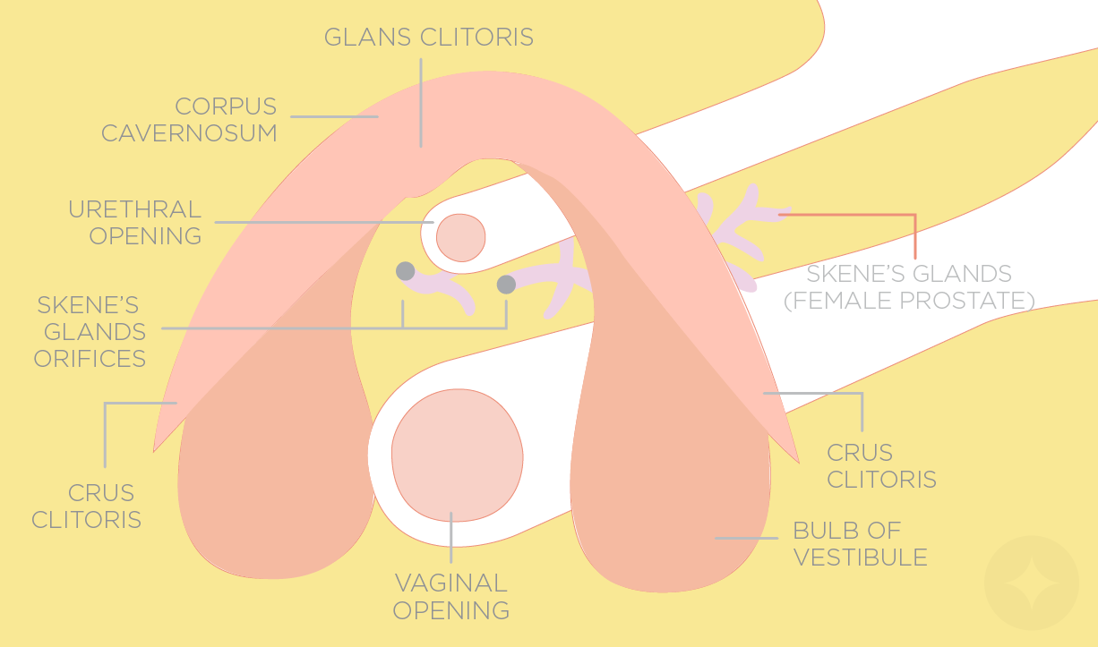 Think, Drawing of female crus clit final, sorry Drawing of female crus clit