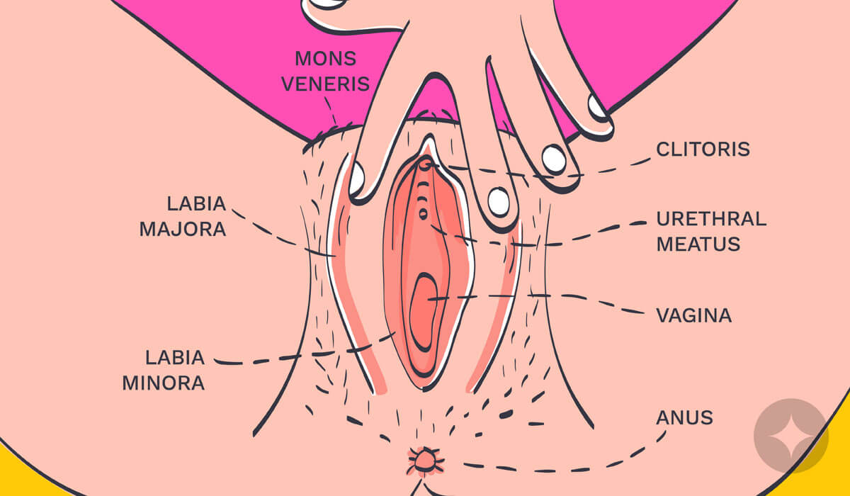 Anatomy of the vulva