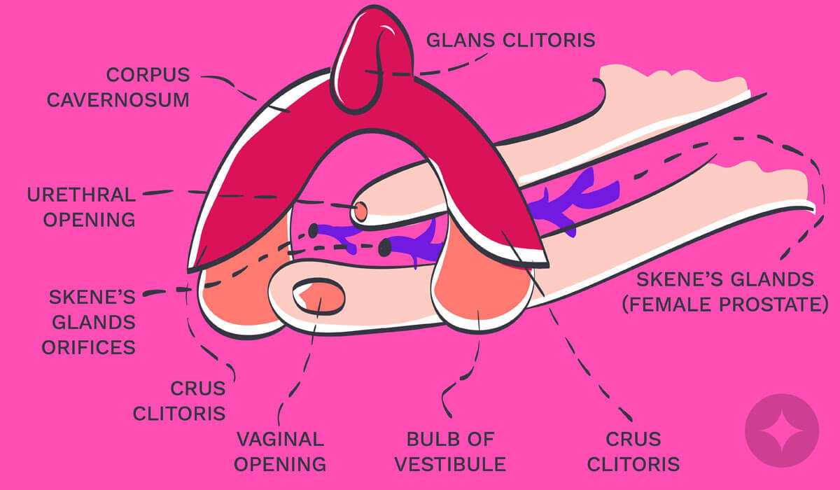Anatomy of the clitoris