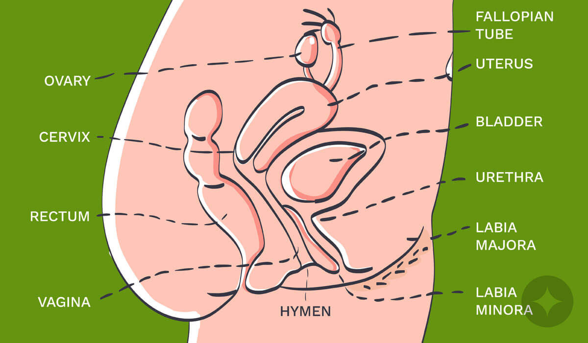 Here's the urethral meatus diagram - important one to learn about the vulva anatomy.