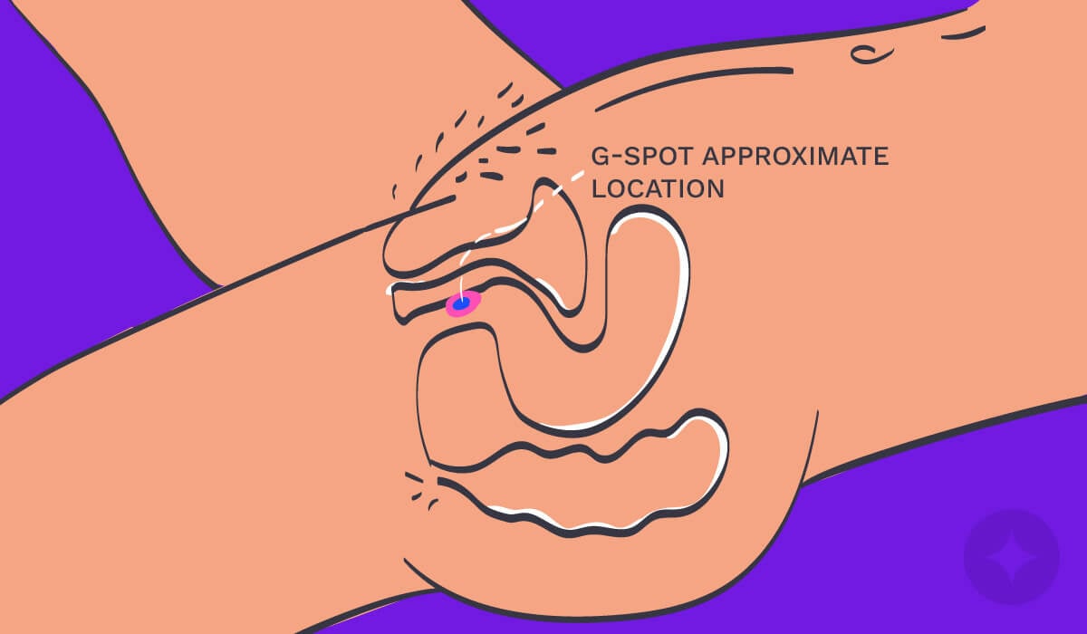 Vulva anatomy: A diagram showing the approximate location of the G-Spot.